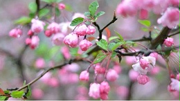 雨洗海棠，又是清明時(shí)節(jié)